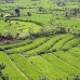 rice_tal_v_0118_bal4372.jpg